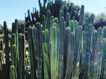 Close-up of succulent plant on field