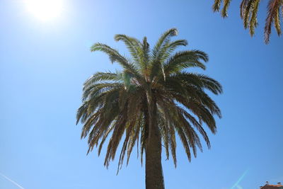 Low angle view of palm tree against blue sky