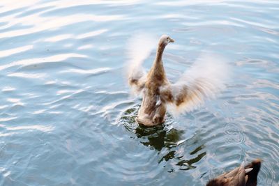 High angle view of swan swimming in lake