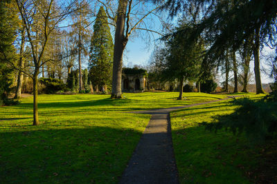 Trees in park