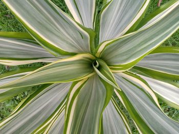 Close-up of green plant