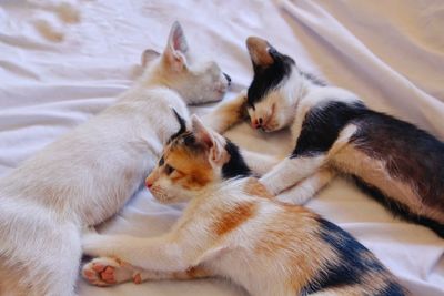 High angle view of cats relaxing