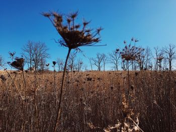 Close-up of bare tree against blue sky