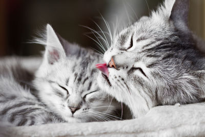 Cat mom hugs and licks her puppy, siberian breed with silver color