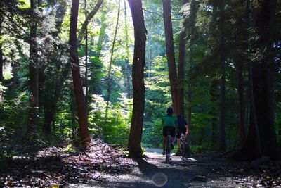 People walking on footpath in forest