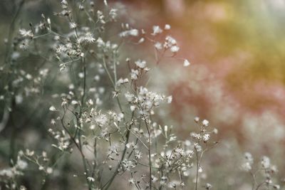 Close-up of white flowering plant