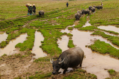 Scenic view of water buffaloes on a foggy field in bac son vietnam