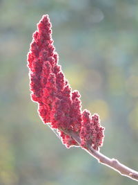 Close-up of snow on plant