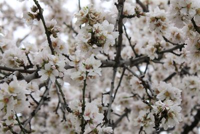 Close-up of white cherry blossoms in spring