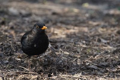 Close-up of blackbird