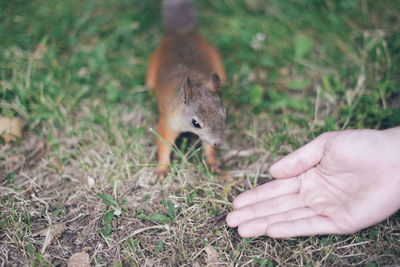 Squirrel on a field