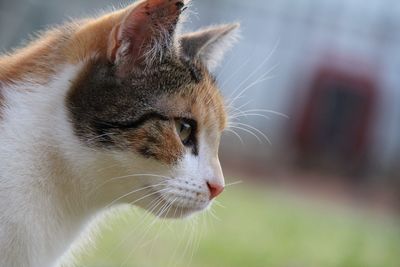 Close-up of cat looking away