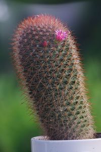 Close-up of cactus plant