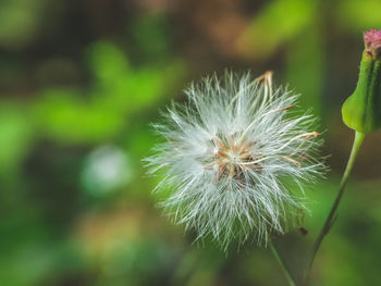 Close-up of dandelion