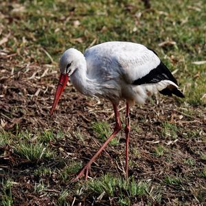 Birds on grass