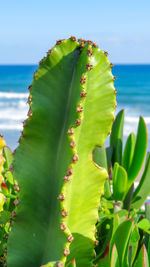 Close-up of succulent plant in sea