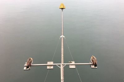 Bird perching on water