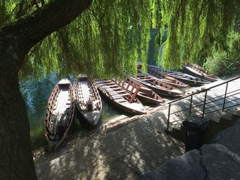 Boats moored on tree in forest