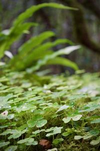 Close-up of moss growing on field