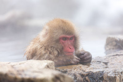 Japanese snow monkey in hot spring