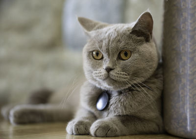 Close-up portrait of cat relaxing at home