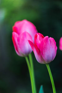 Close-up of pink tulip