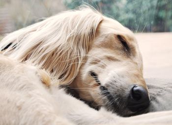 Close-up of dog relaxing outdoors