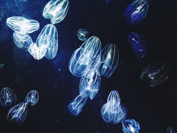 Jellyfish in water