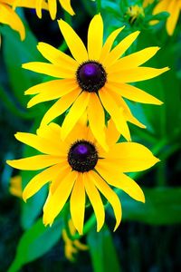 Close-up of purple black-eyed yellow flower