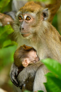 Long-tailed macaque in singapore