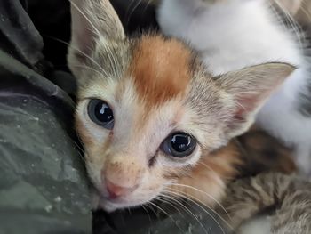 Close-up portrait of kitten