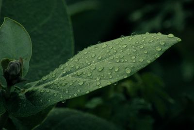 Close-up of wet plant