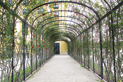 Empty footpath amidst trees in park