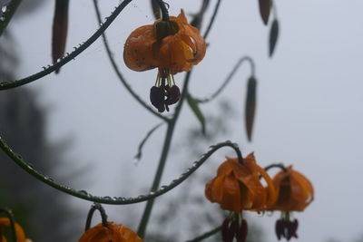 Low angle view of orange flowers against sky