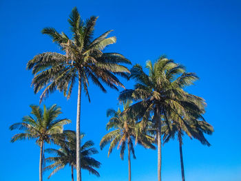 Low angle view of coconut palm trees against blue sky