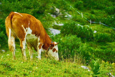 Cow grazing in a field