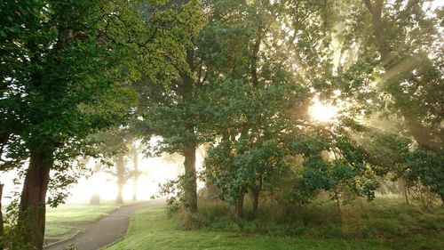 Trees on landscape against sunlight