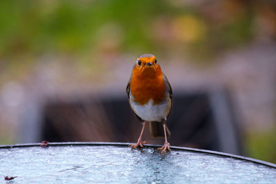Robin perched on table 