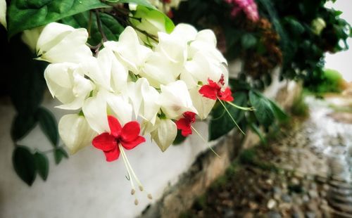 Close-up of white flowers blooming outdoors