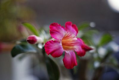 Close-up of pink flower