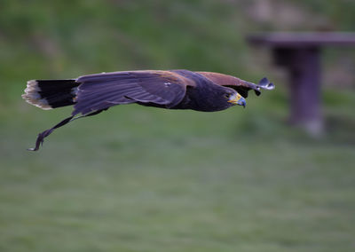 Close-up of bird flying over water