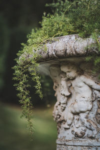 Close-up of moss growing on tree trunk