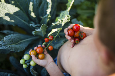 High angle view of shirtless boy holding cherry tomatoes at vegetable garden