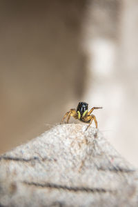 Close-up of insect on rock