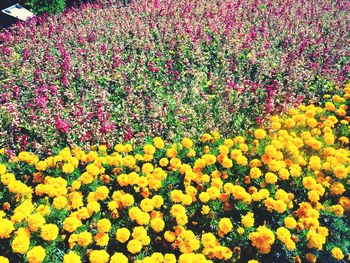 Full frame shot of yellow flowers blooming in field