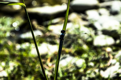 Close-up of dragonfly on plant