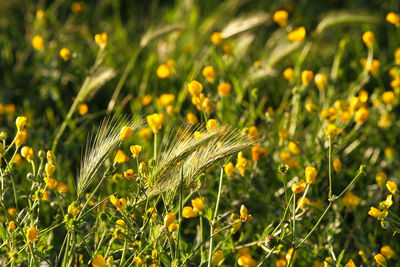 Field with small yellow wild flowers and spikes