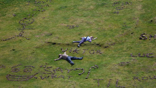 Flock of birds perching on field