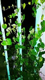 Low angle view of leaves on tree