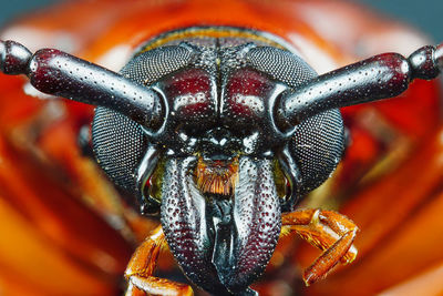 Close-up of insect